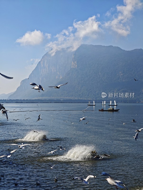 滇池海埂大坝海鸥