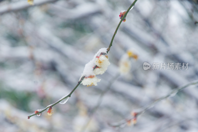 武汉东湖梅园雪中梅花盛开