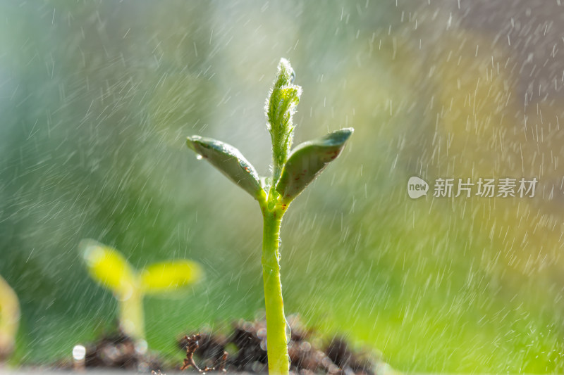 黄豆嫩芽