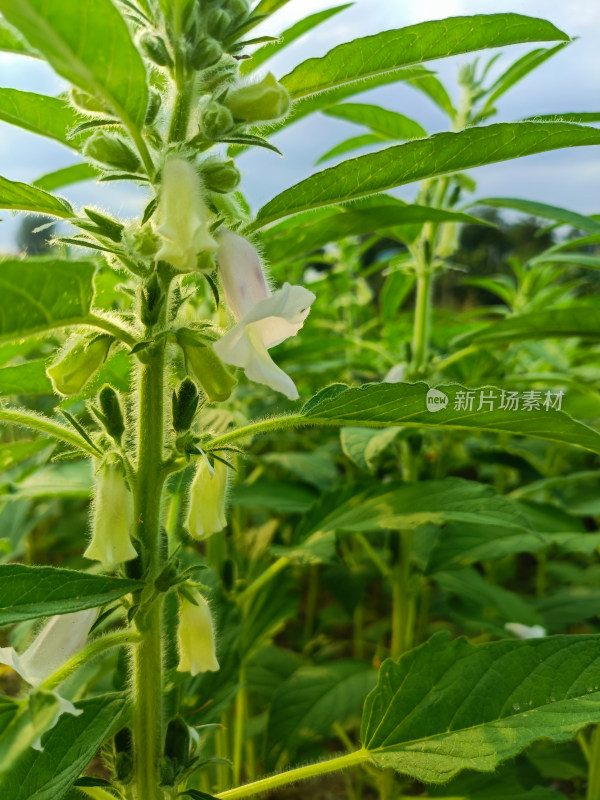 夏天成熟的芝麻籽苗杆植物特写自然