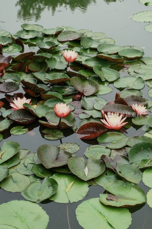 北京国家植物园睡莲