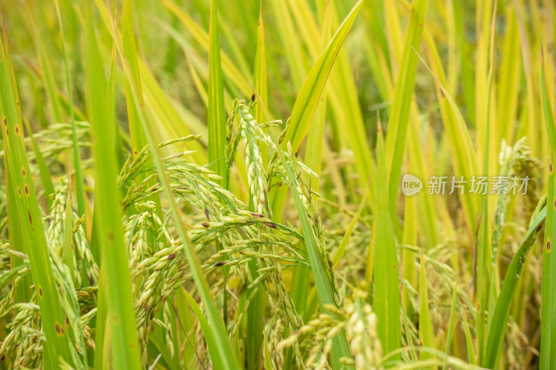 风吹稻香，秋季丰收时节农村里金黄的稻田