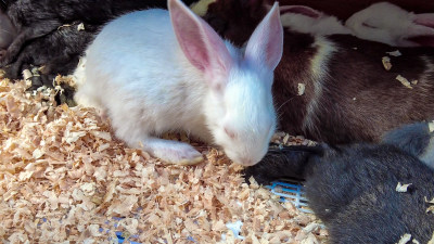 可爱动物小白兔实拍