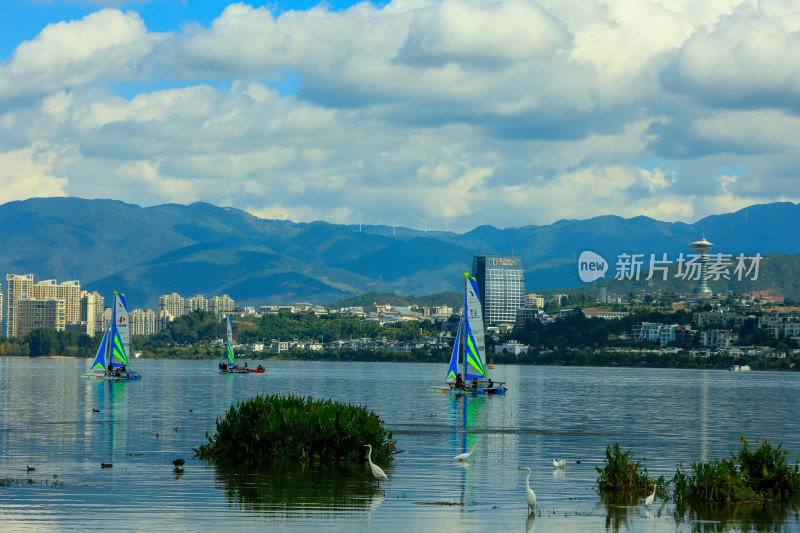 云南大理洱海湿地公园白鹭与现代城市建筑