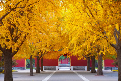 北京中山公园银杏大道