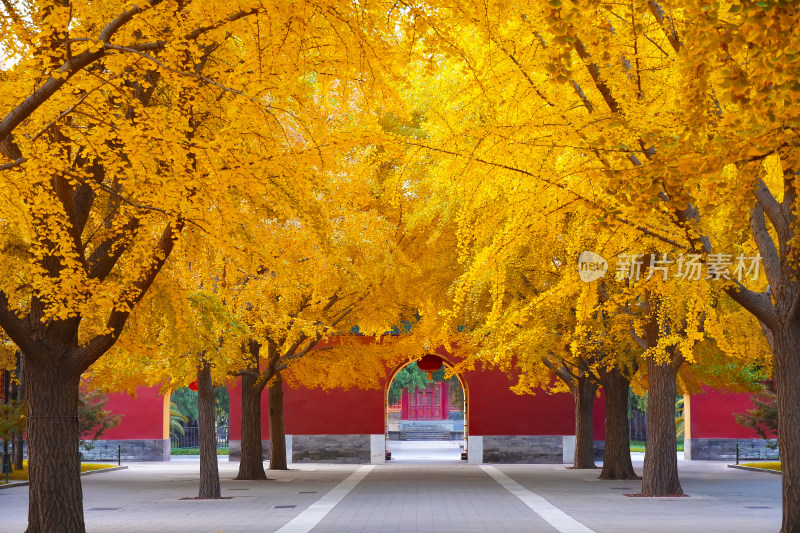 北京中山公园银杏大道