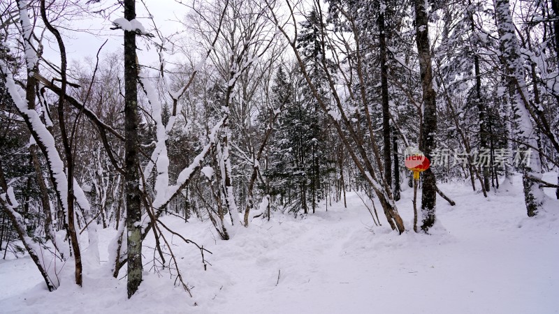 林海雪原