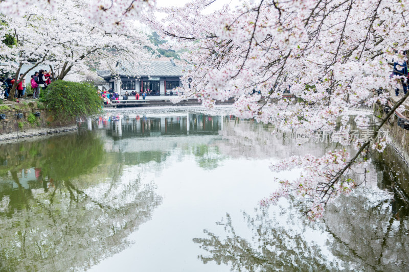 满树的樱花