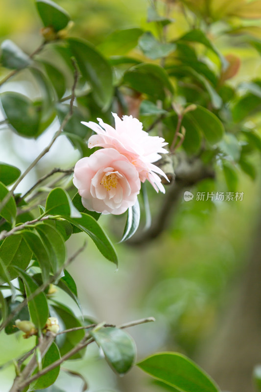 美丽的白色山茶花