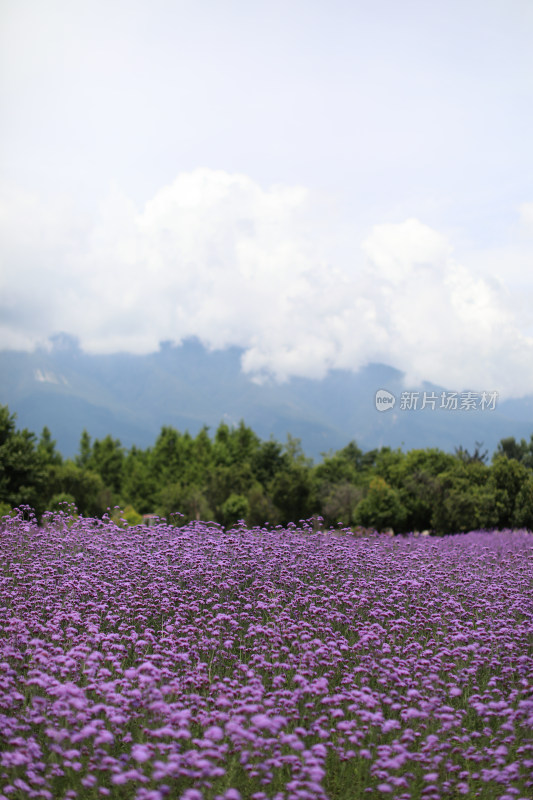 中国云南大理的薰衣草花海