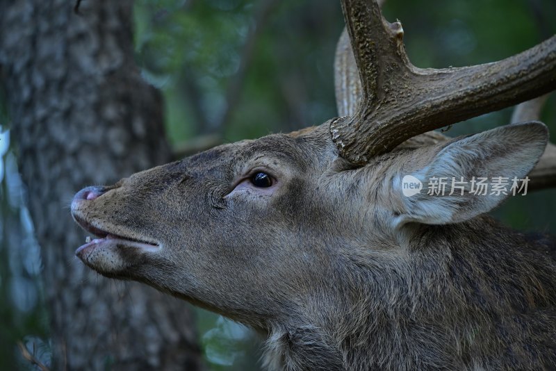 林中鹿王