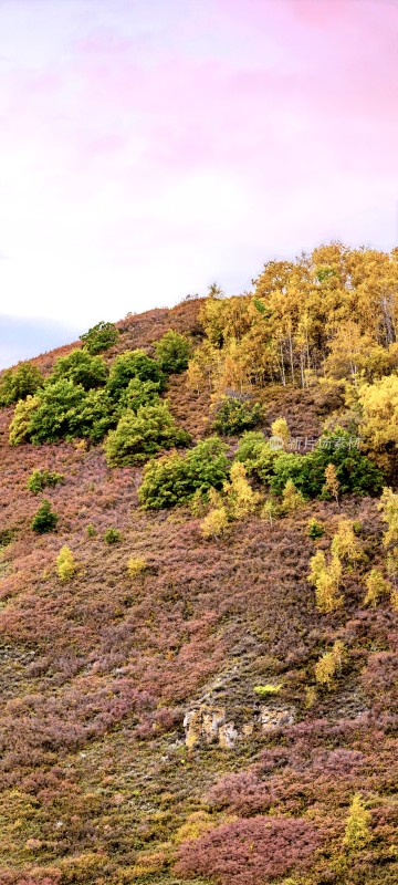 山坡多彩植被风景