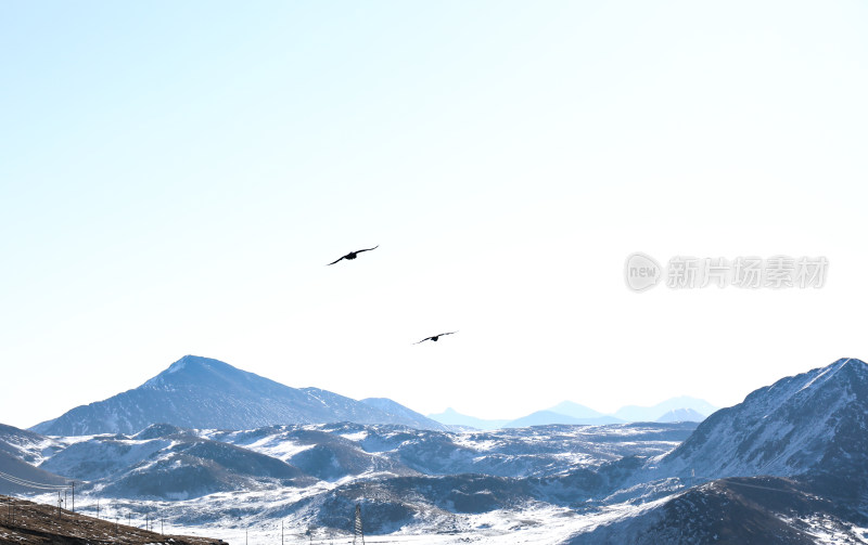 雪山旷野飞鸟景观