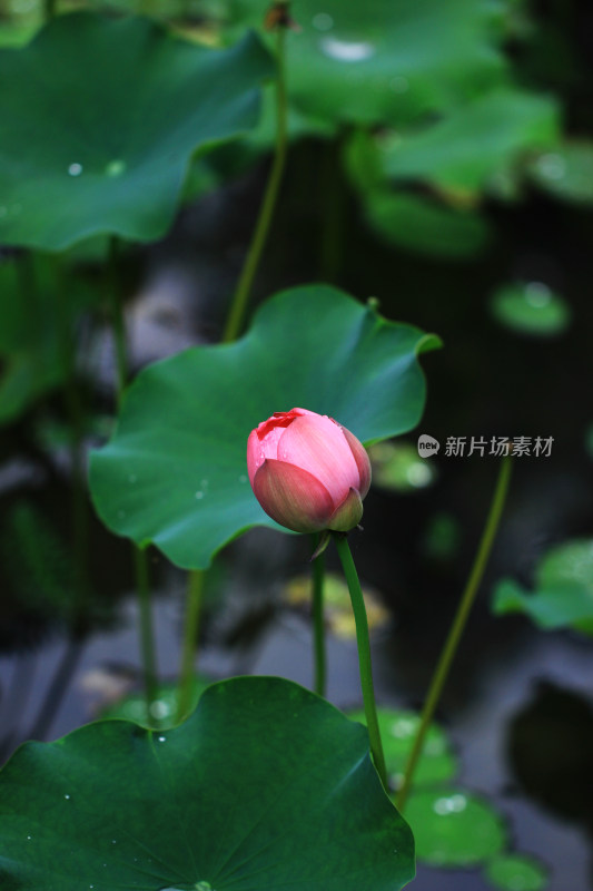 含苞待放的荷花花骨朵