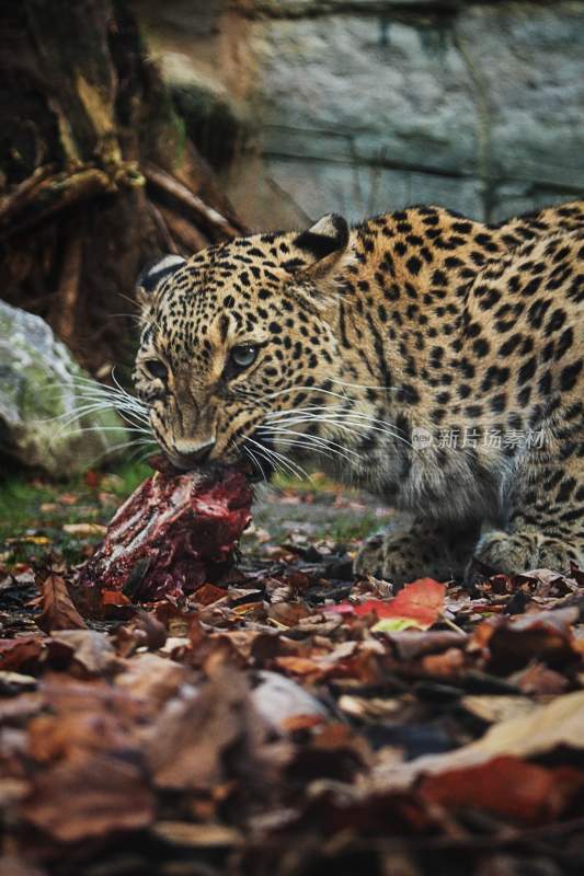 野生动物豹子猎豹猎食动物