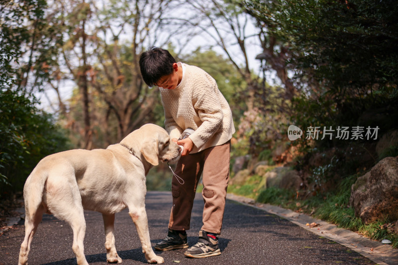 一个中国小男孩和他的宠物拉布拉多犬