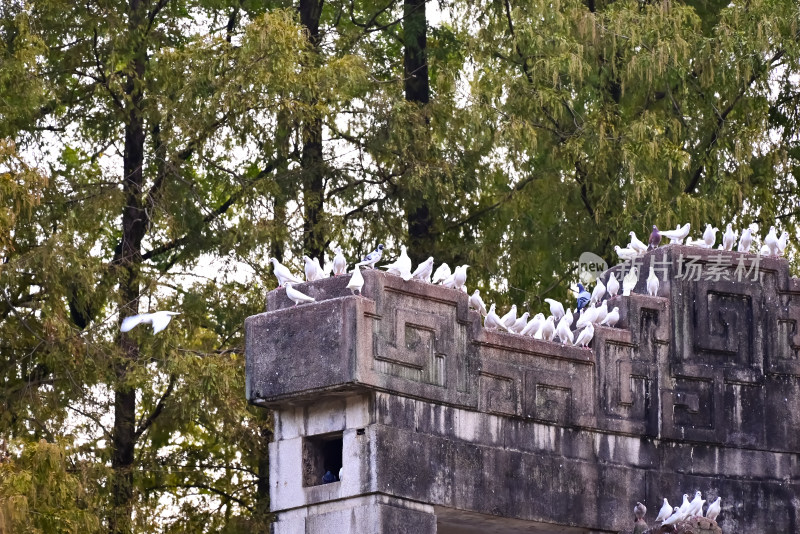 南京钟山风景名胜区音乐台白鸽风景