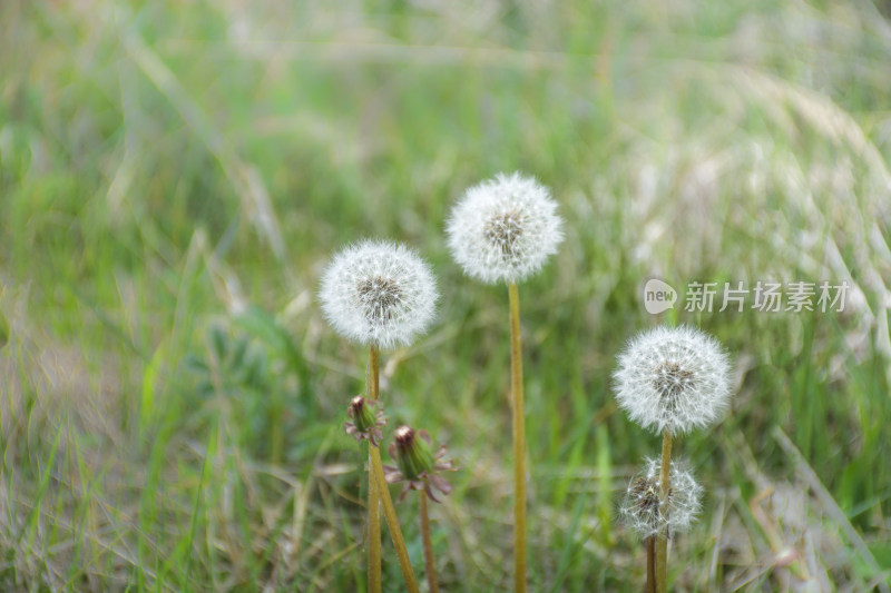 绿色背景植物蒲公英