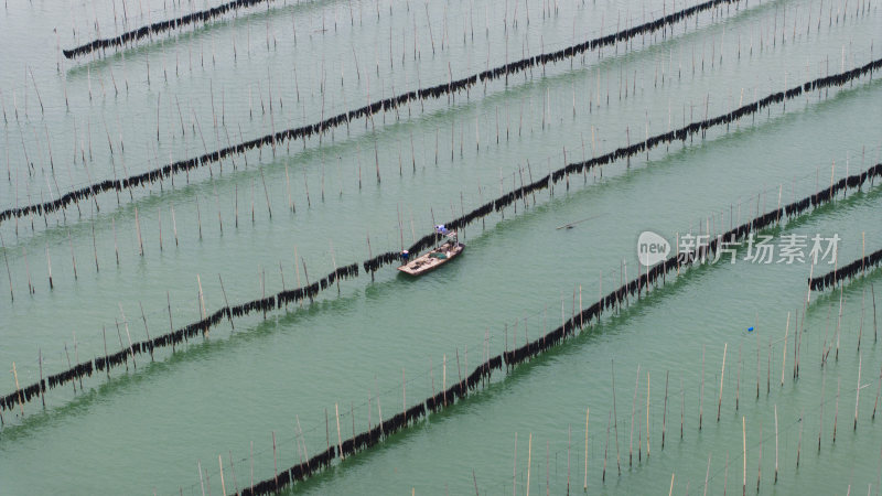 海洋生态养殖海带养殖航拍