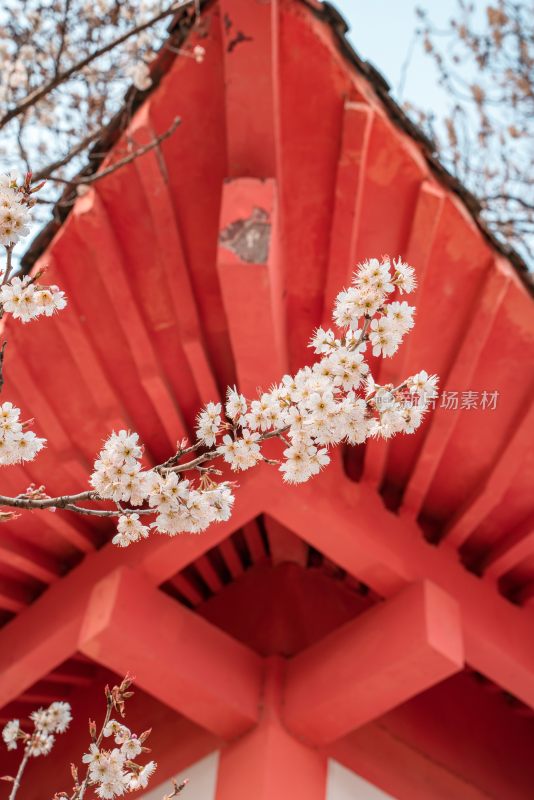 盛开的樱花与古建筑