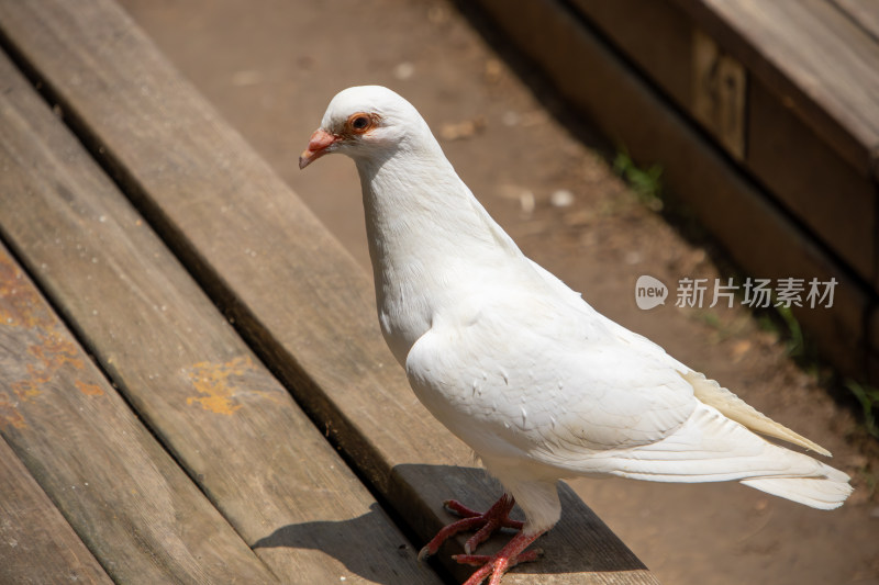 公园木质长椅上的白鸽