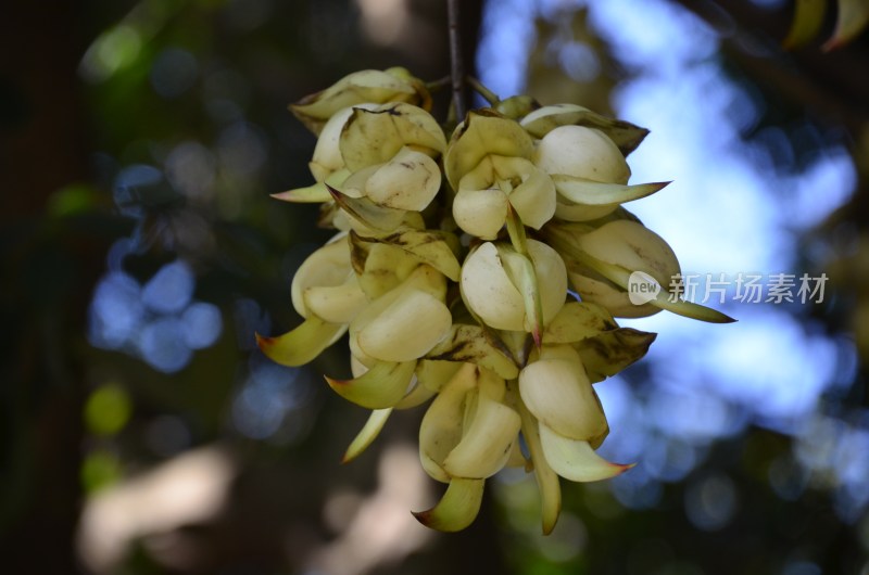 广东东莞：禾雀花