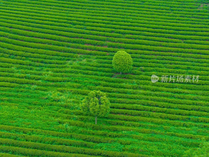 春天的长沙乌山茶场航拍