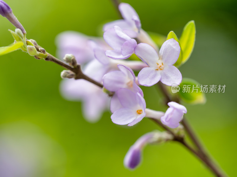 春天的芫花特写