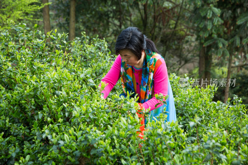 采茶制茶茶叶加工过程