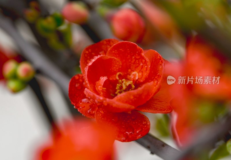 重庆酉阳：海棠花开红似火