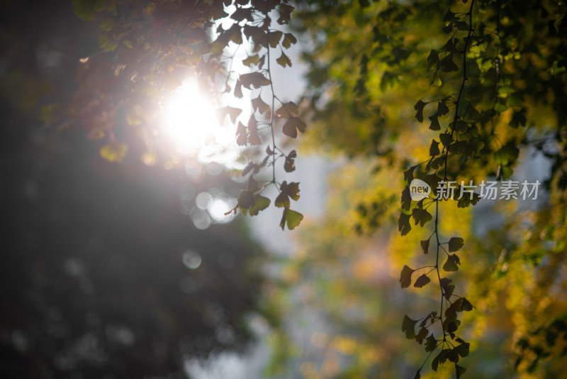 秋天阳光下的银杏树叶特写镜头