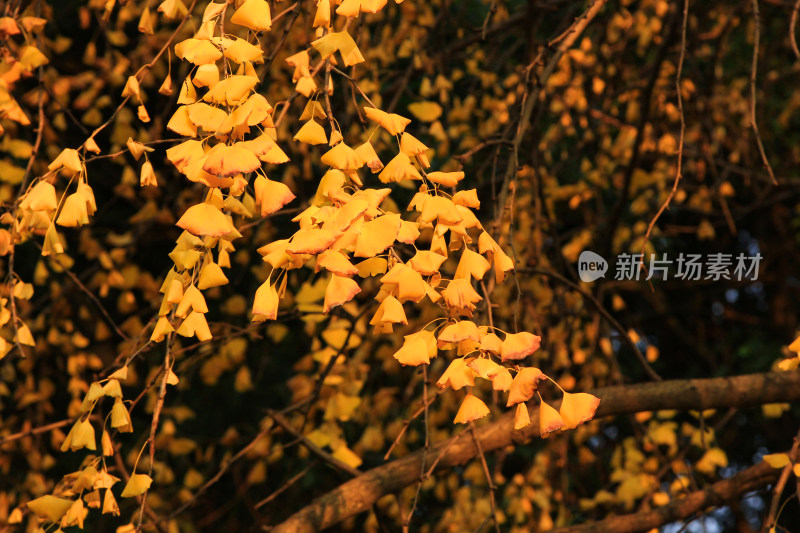 金黄的银杏叶片背景