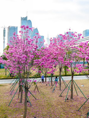 中国广东省广州市琶洲会展中心紫花风铃