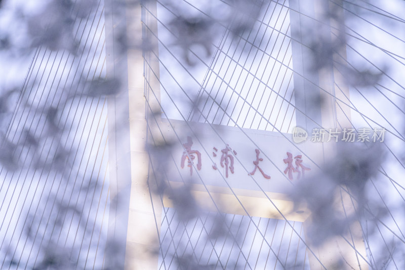 上海南浦大桥与前景虚化的樱花