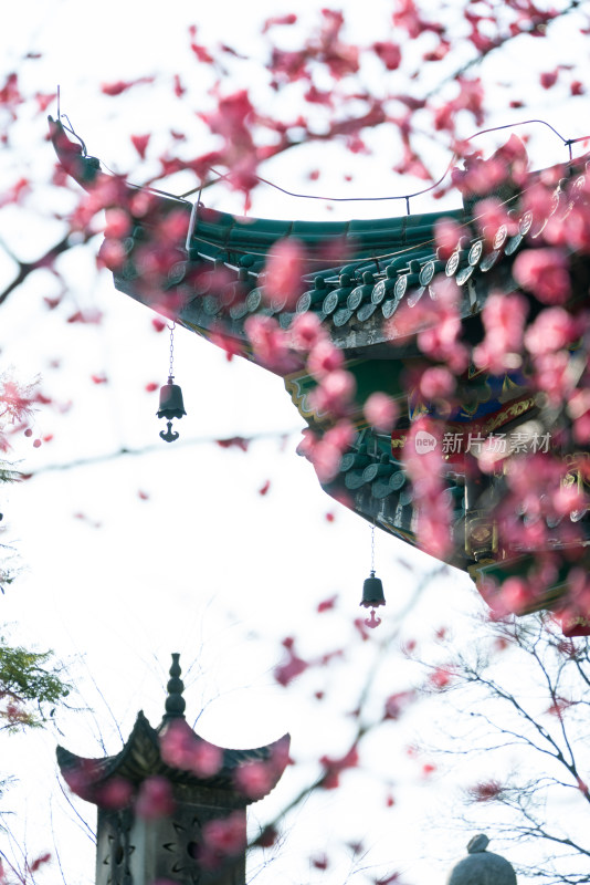 春天重庆鸿恩寺古建筑梅花