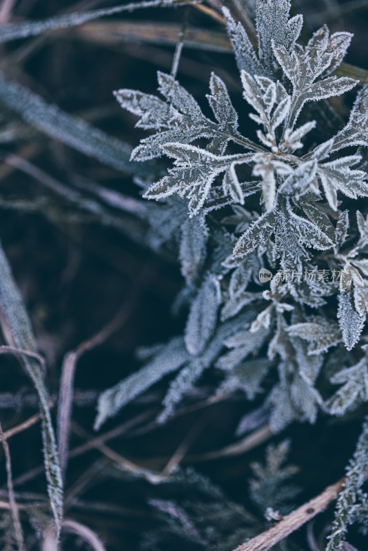 霜降立冬结冰植物叶片