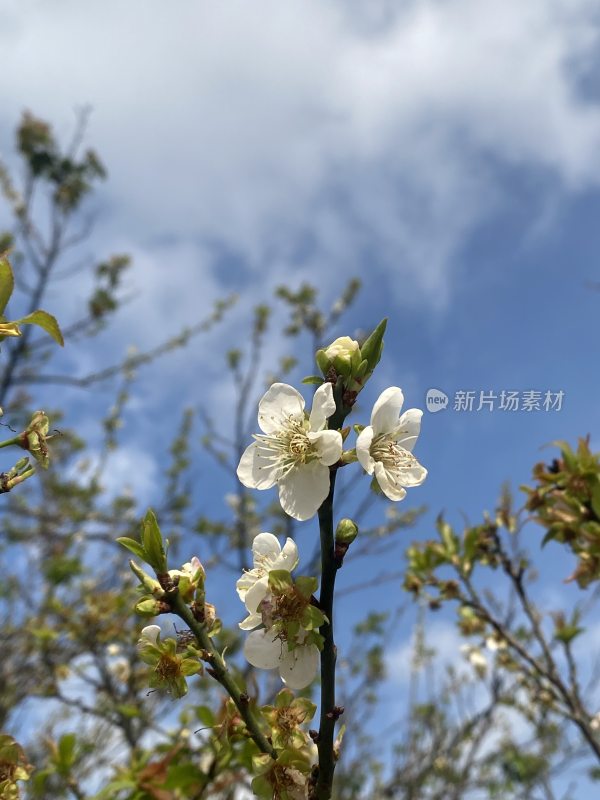 广州萝岗香雪公园梅花盛开