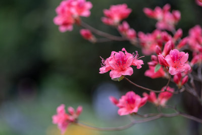 杜鹃花、映山红