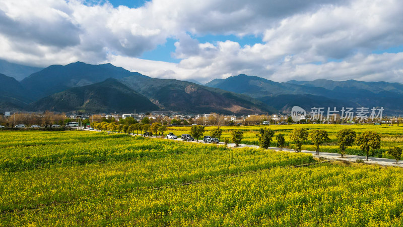 油菜花田与雪山