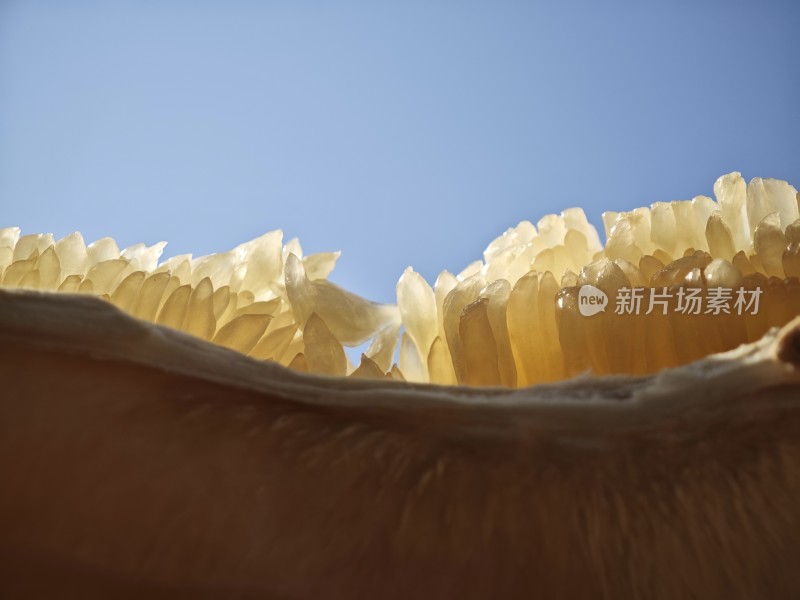 近景特写柚子果肉的饱满多汁