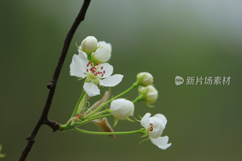 带花苞的白色梨花树枝近景特写