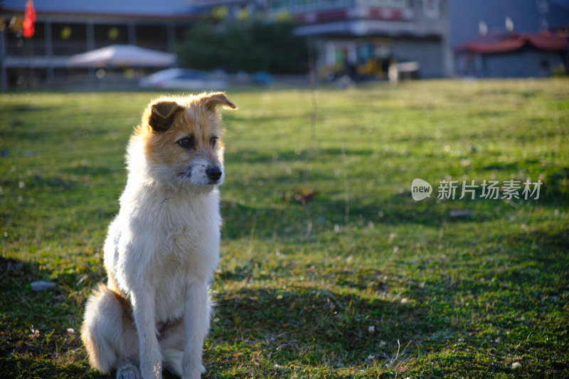 等待主人回家的狗狗