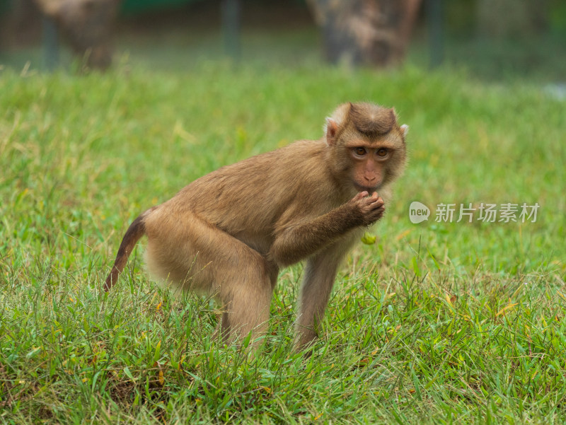 湖州龙之梦动物世界猴子