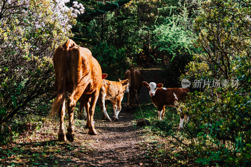 丽江玉龙雪山牧民养的牛