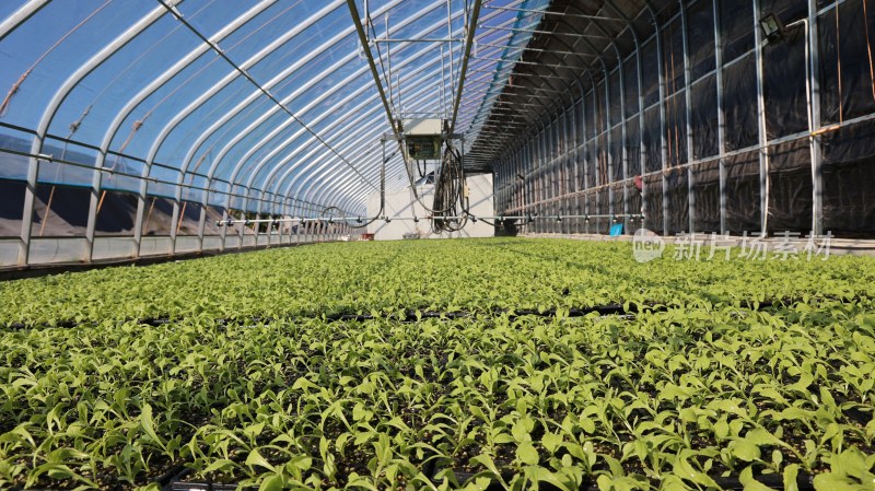 温室大棚内的植物幼苗