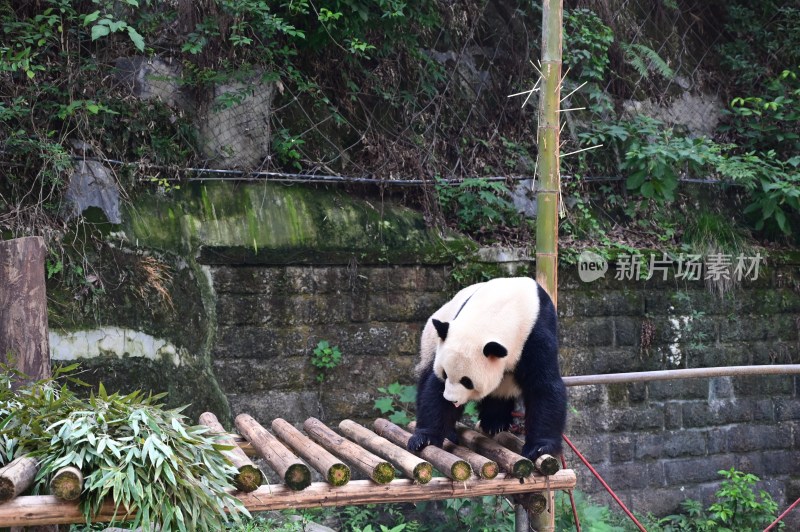 大熊 猫四喜丸子