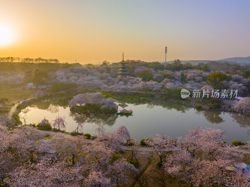 武汉东湖磨山樱花园樱花盛开