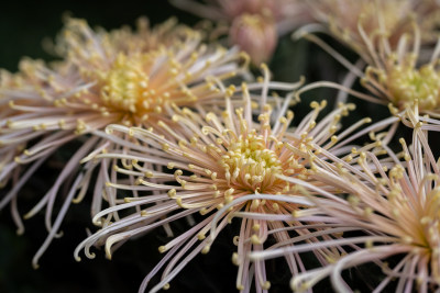 开封清明上河园菊花展菊花特写