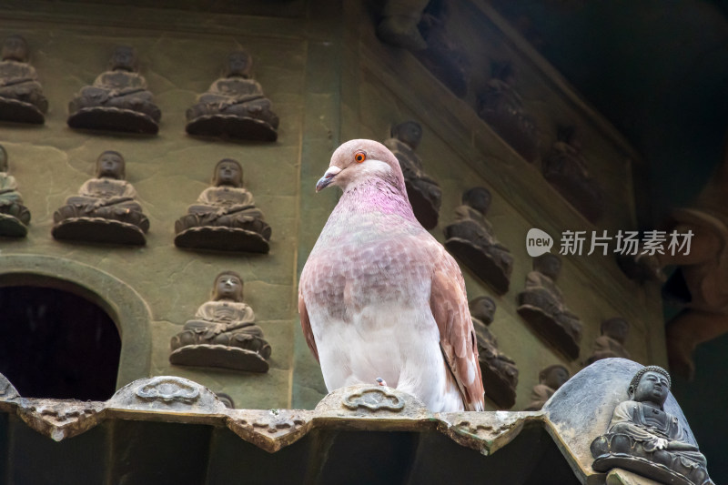 鸽子立于佛像建筑之上