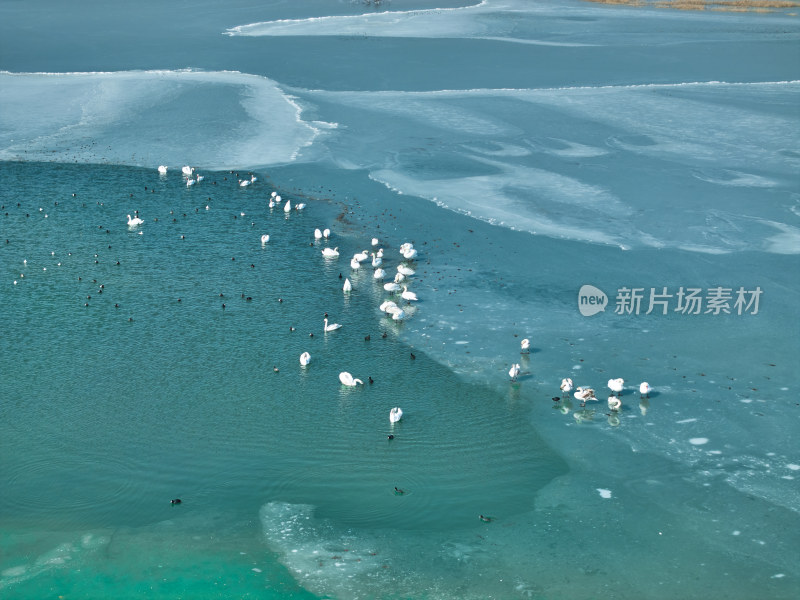 冰湖之上成群天鹅与水鸟的景象